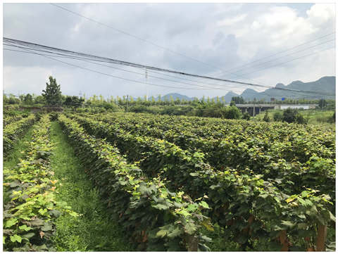 JDB电子·(中国区)试玩平台-JDB电子游戏官网